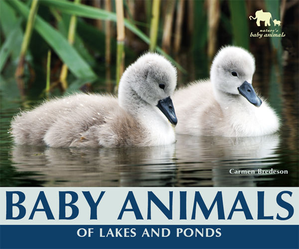 Baby Animals of Lakes and Ponds, Carmen Bredeson