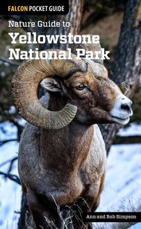Nature Guide to Yellowstone National Park, Ann Simpson, Rob Simpson