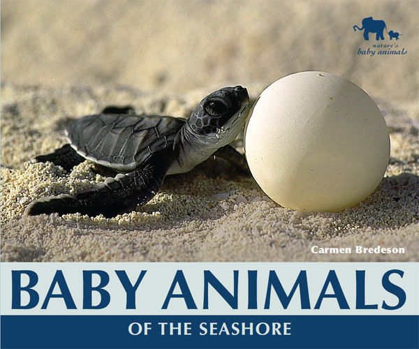 Baby Animals of the Seashore, Carmen Bredeson