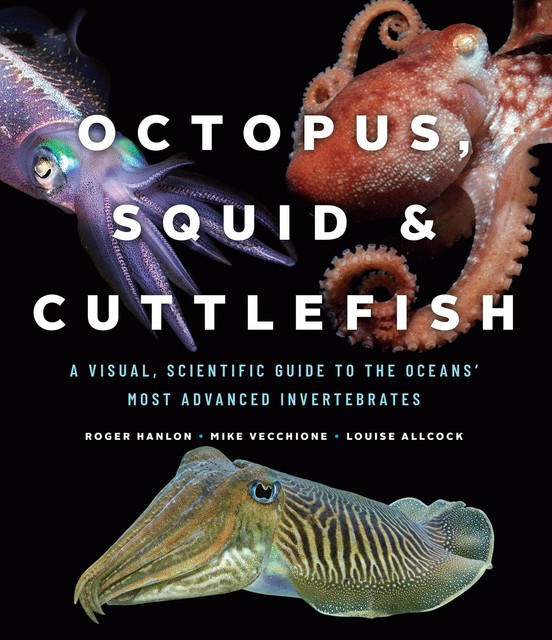 Octopus, Squid & Cuttlefish, Louise Allcock, Roger Hanlon, Michael Vecchione