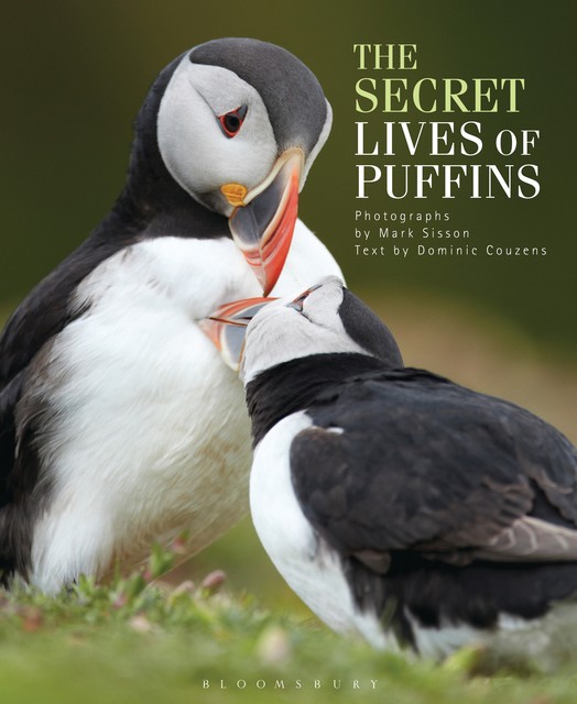 The Secret Lives of Puffins, Dominic Couzens
