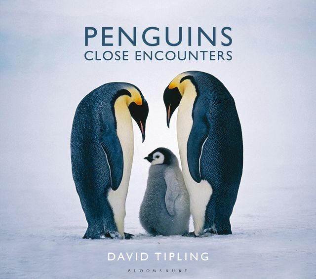Penguins, David Tipling