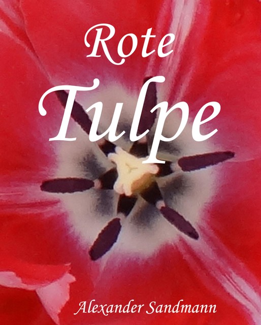 Rote Tulpe, Alexander Sandmann