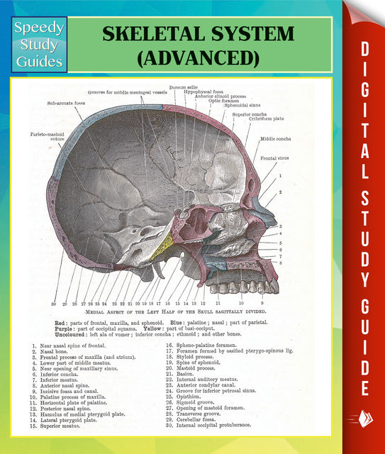 Skeletal System Advanced Speedy Study Guides, Speedy Publishing