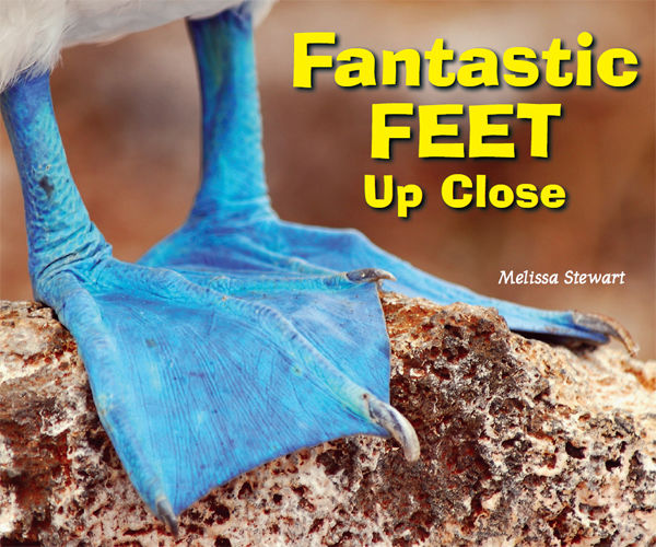 Fantastic Feet Up Close, Melissa Stewart