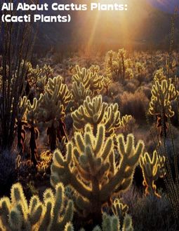 All About Cactus Plants: (Cacti Plants), Sean Mosley