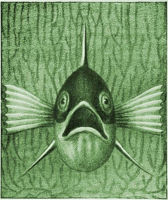 Einheimische Fische; Die Süßwasserfische unsrer Heimat, Kurt Floericke