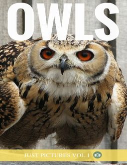 Owls, Just Pictures