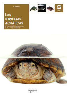 Las tortugas acuáticas, Massimo Millefanti