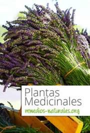 Plantas Medicinales, Sergio Góngora
