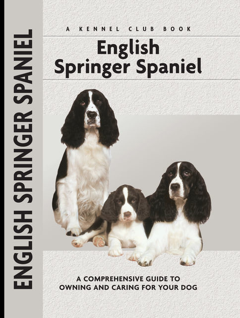 English Springer Spaniel, Haja Van Wessem