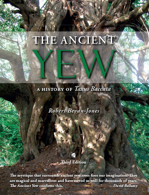 The Ancient Yew, Robert Bevan-Jones
