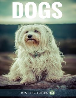 Dogs, Just Pictures