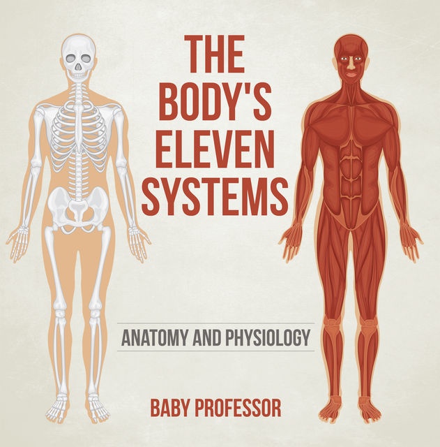 The Body's Eleven Systems | Anatomy and Physiology, Baby Professor