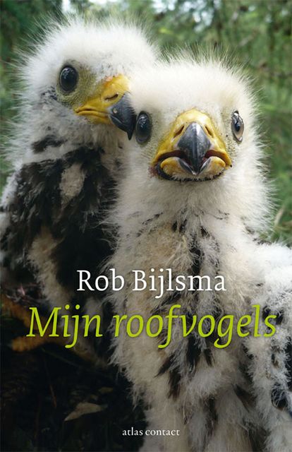 Mijn roofvogels, Rob Bijlsma