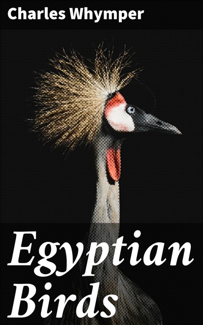 Egyptian Birds, Charles Whymper