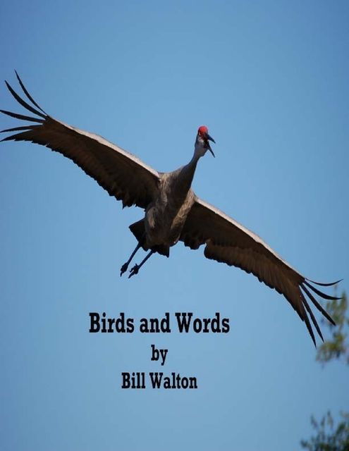 Birds and Words, Bill Walton