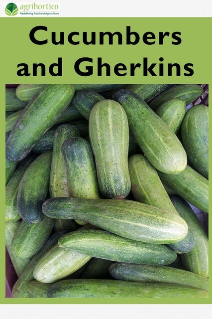 Cucumbers and Gherkins, Agrihortico CPL