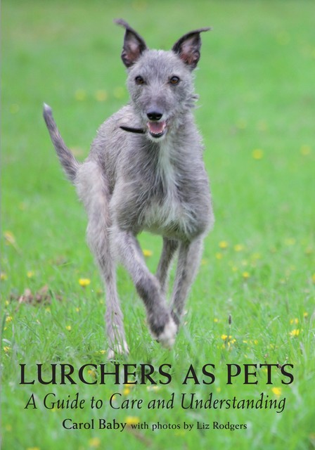 Lurchers as Pets, Carol Baby