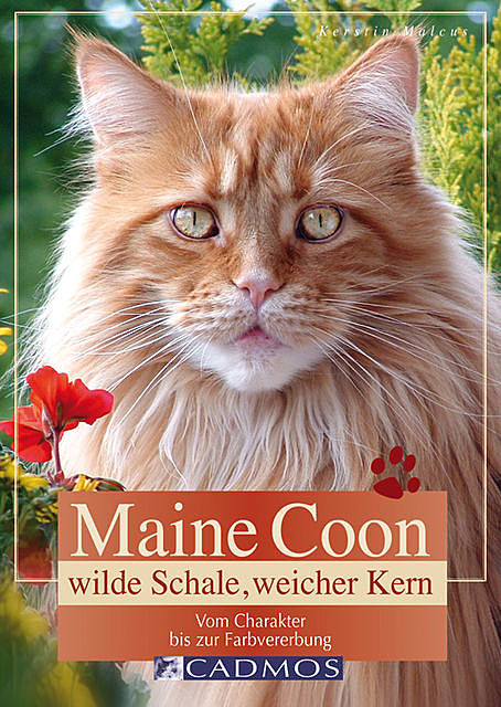 Maine Coon – Wilde Schale weicher Kern, Kerstin Malcus
