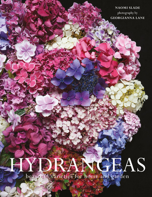 Hydrangeas, Naomi Slade