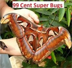 99 Cent Super Bugs, 99 Cents eBooks