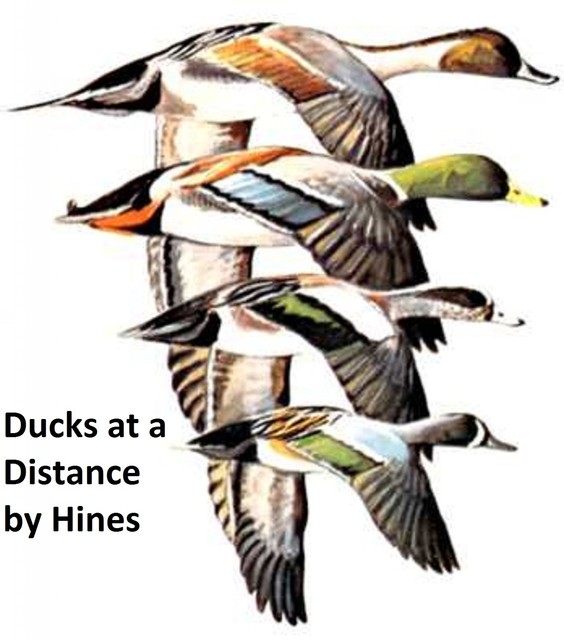 Ducks at a Distance, Bob Hines
