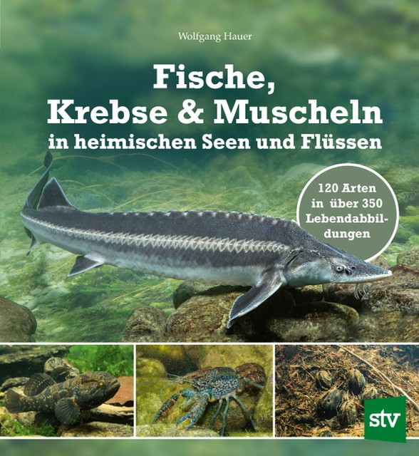 Fische, Krebse & Muscheln in heimischen Seen und Flüssen, Wolfgang Hauer