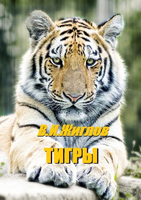 Тигры, Валерий Жиглов