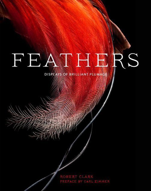 Feathers, Carl Zimmer, Robert Clark