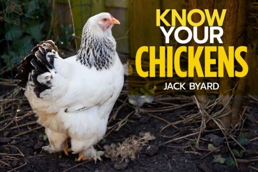 Know Your Chickens, Jack Byard