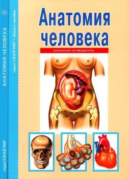 Анатомия человека, Сергей Афонькин