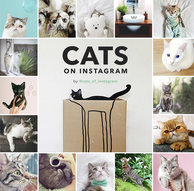 Cats on Instagram, @cats_of_instagram