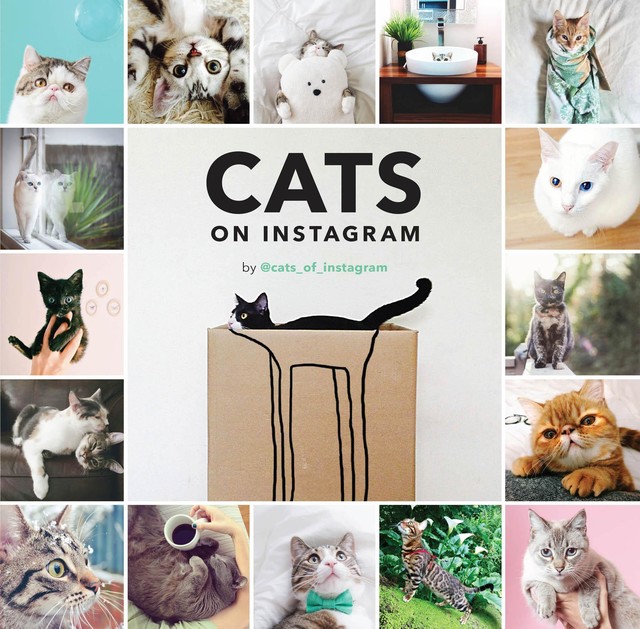 Cats on Instagram, @cats_of_instagram