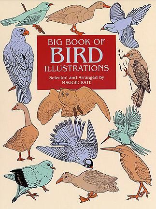 Big Book of Bird Illustrations, Maggie Kate