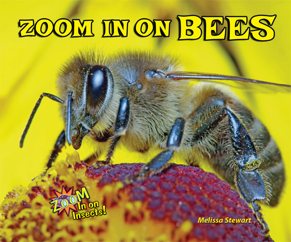 Zoom In on Bees, Melissa Stewart