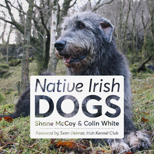 Native Irish Dogs, Colin White, Shane McCoy