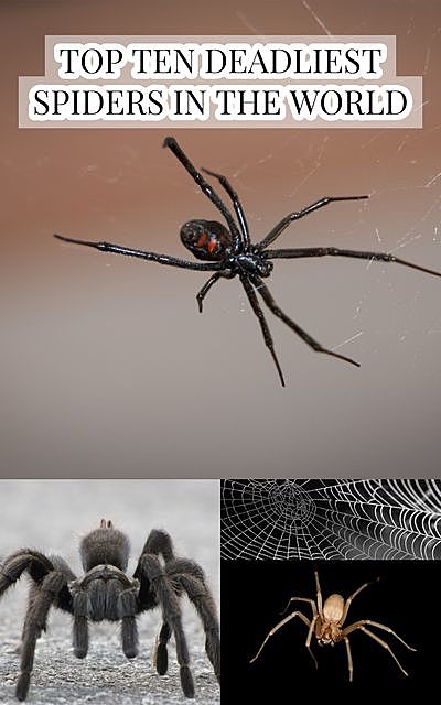 Top Ten Deadliest Spiders in the World, Larry Slawson