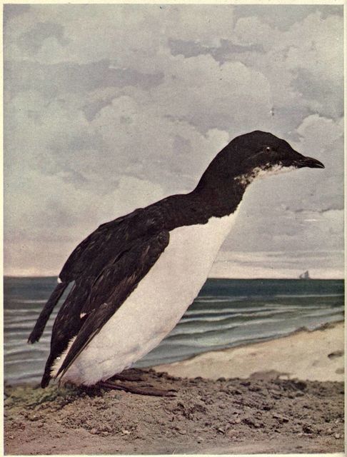 Birds Illustrated by Color Photography, Vol. 3, No. 6, June 1898, Various