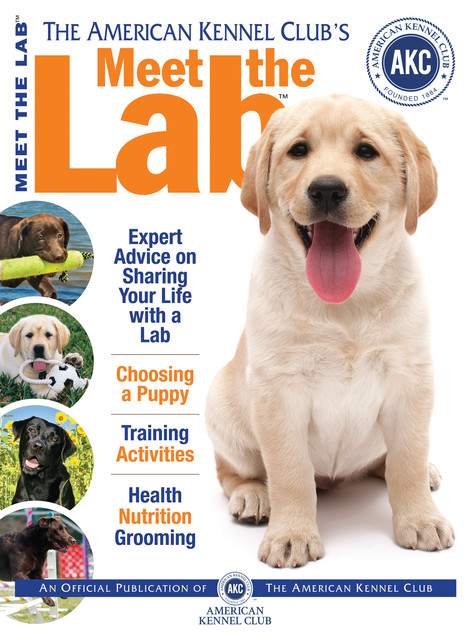 Meet the Lab, American Kennel Club