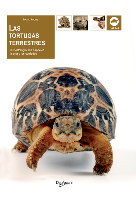 Las tortugas terrestres, Marta Avanzi