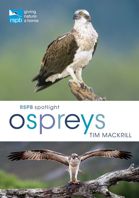RSPB Spotlight Osprey, Tim Mackrill