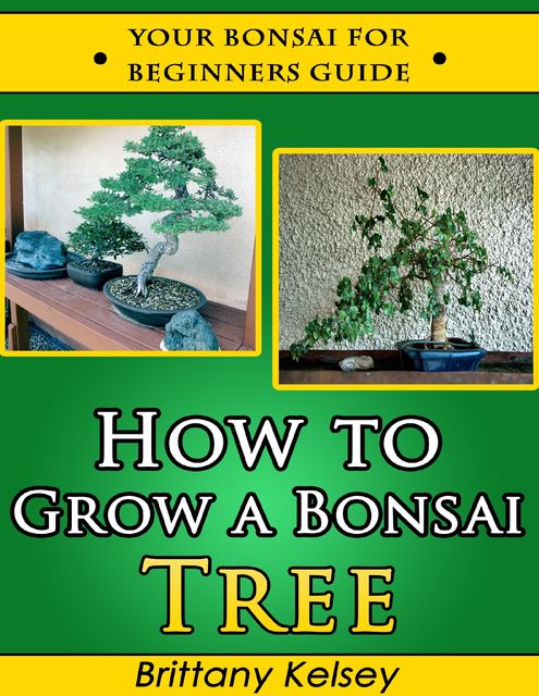 How to Grow a Bonsai Tree: Your Bonsai for Beginners Guide, Brittany Kelsey
