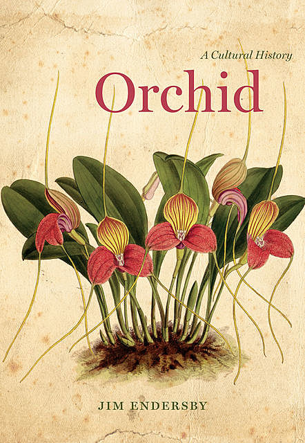 Orchid, Jim Endersby