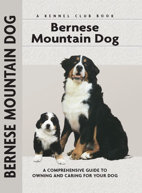 Bernese Mountain Dog, Louise Harper