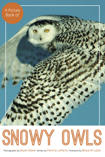 A Picture Book of Snowy Owls, Bryan Shane, Patricia Lafferty