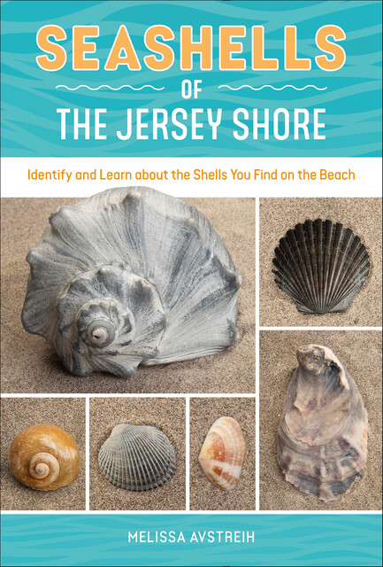 Seashells of the Jersey Shore, Melissa Avstreih