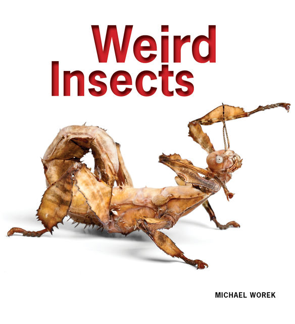 Weird Insects, Michael Worek