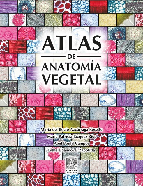 Atlas de anatomía vegetal, María del Rocío Azcárraga Rosette