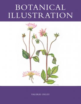 Botanical Illustration, Valerie Oxley